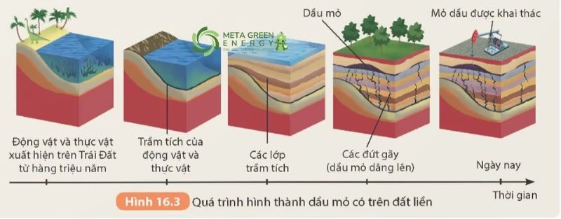 Dầu mỏ được hình thành từ xác động thực vật qua hàng triệu năm